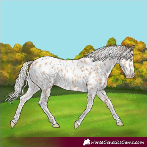 Horse Color:Silver Amber Champagne Dun Tobiano Near Leopard Rabicano 