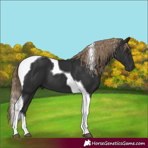Horse Color:Liver Chestnut Tobiano 