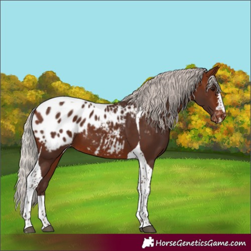 Horse Color:Silver Bay Tobiano Appaloosa 