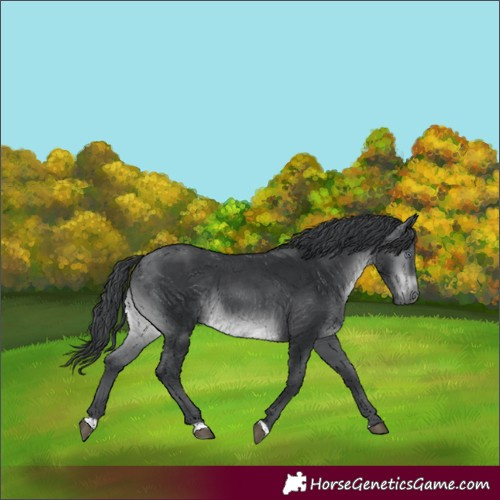 Horse Color:Brown Chinchilla 