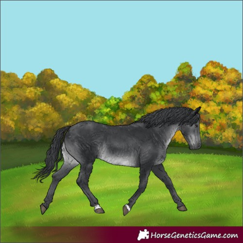 Horse Color:Black Chinchilla 