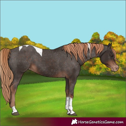 Horse Color:Liver Chestnut Tobiano Appaloosa 