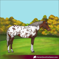 Horse Color:Silver Brown Tobiano Near Leopard