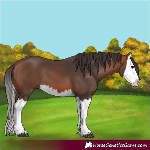 Horse Color:Bay Splash