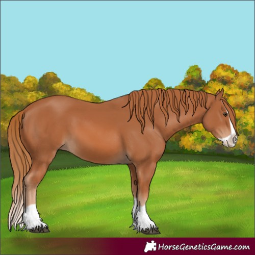 Horse Color:Chestnut Splash 