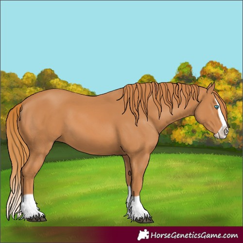 Horse Color:Chestnut Splash 