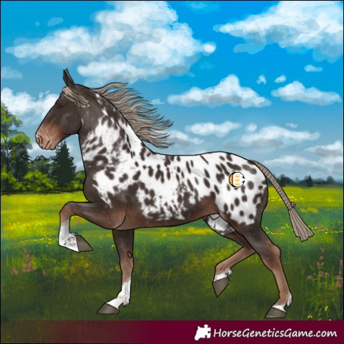 Horse Color:Liver Chestnut Tobiano Near Leopard 
