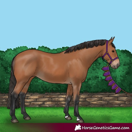 Horse Color:Unknown 