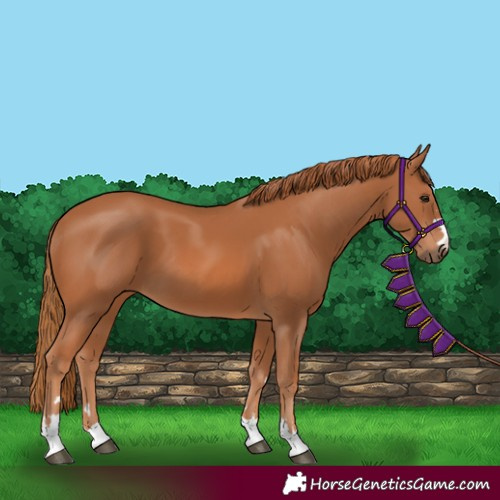 Horse Color:Unknown 