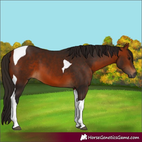 Horse Color:Gray Bay Tobiano 