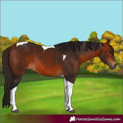 Horse Color:Gray Bay Tobiano