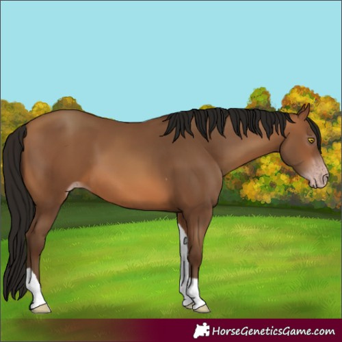 Horse Color:Gray Amber Champagne Tobiano