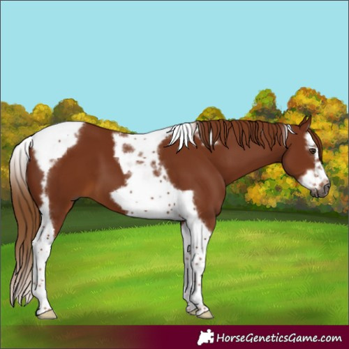 Horse Color:Gray Chestnut Splash Tobiano Frame 