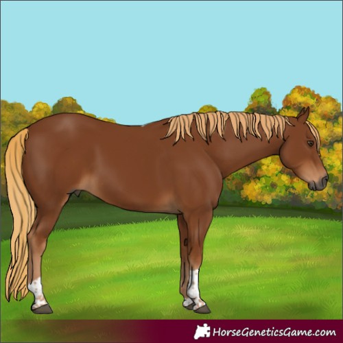 Horse Color:Gray Chestnut Tobiano
