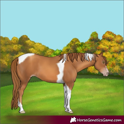Horse Color:Gray Gold Champagne Tobiano