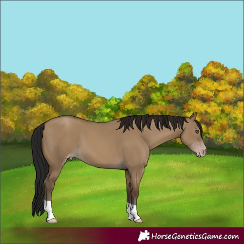Horse Color:Gray Classic Champagne Dun Tobiano 