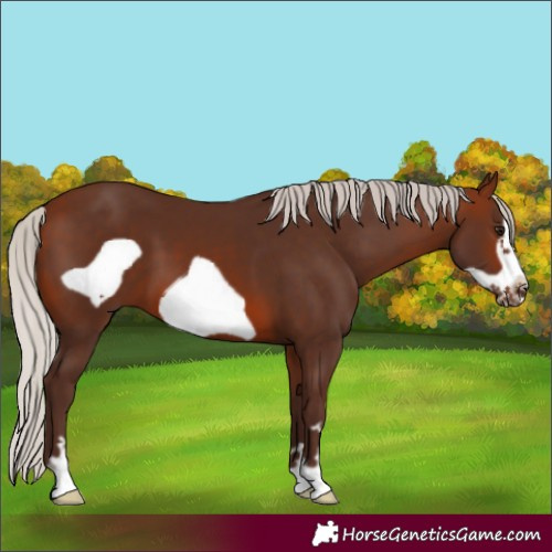Horse Color:Silver Brown Frame