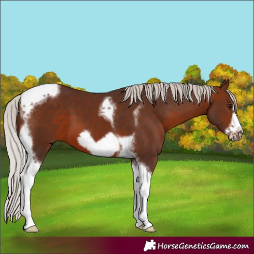 Horse Color:Silver Brown Tobiano Frame 