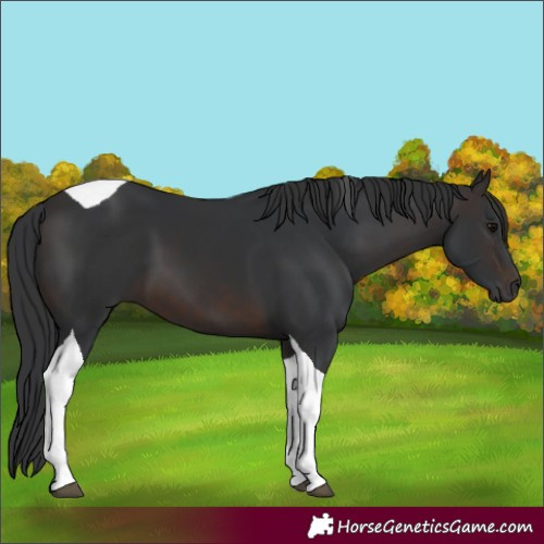 Horse Color:Brown Tobiano 