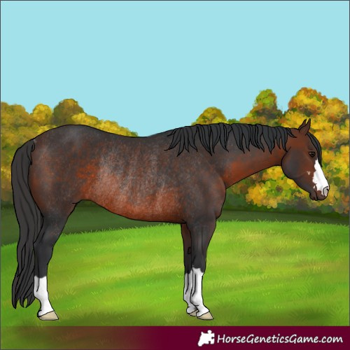 Horse Color:Brown Rabicano 