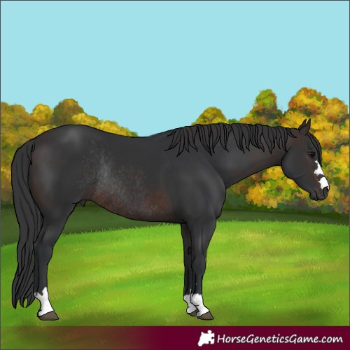 Horse Color:Brown Rabicano