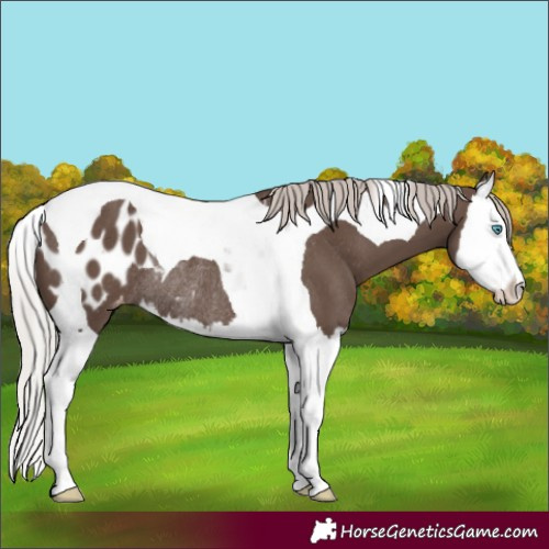 Horse Color:Silver Black Splash Tobiano Blanket Rabicano