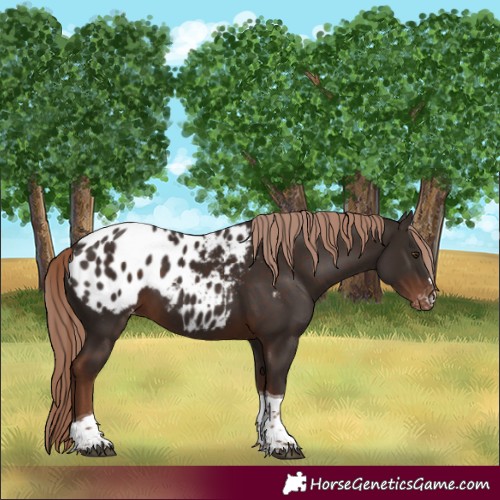 Horse Color:Liver Chestnut Tobiano Blanket