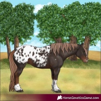 Horse Color:Liver Chestnut Tobiano Appaloosa 