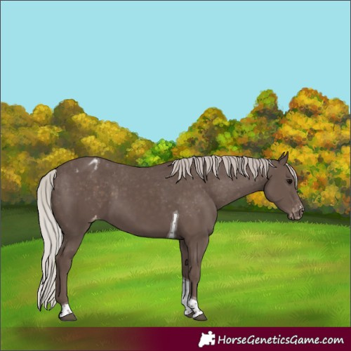 Horse Color:Silver Black Tobiano Appaloosa