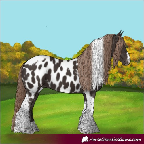 Horse Color:Liver Chestnut Tobiano Appaloosa 