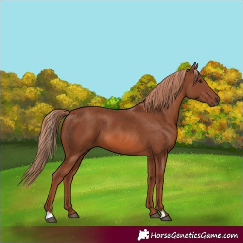 Horse Color:Chestnut 