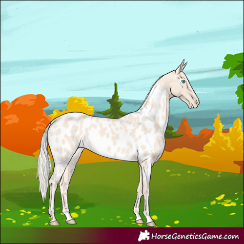 Horse Color:Cremello Appaloosa