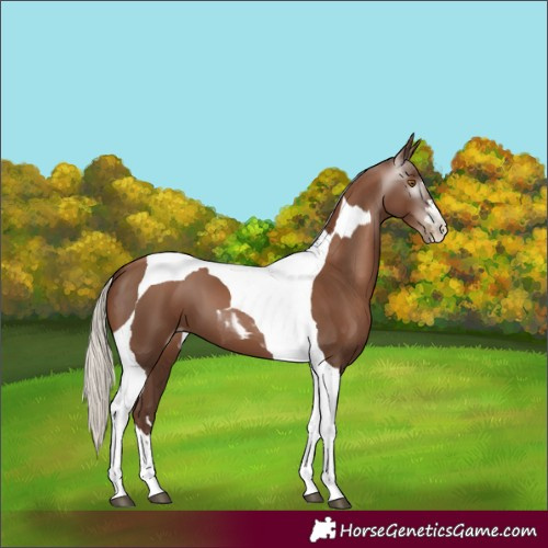 Horse Color:Gray Silver Black Pearl Tobiano 