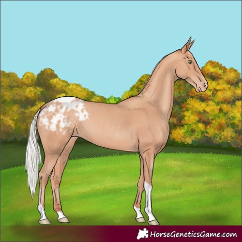 Horse Color:Silver Amber Champagne Tobiano Varnish Rabicano 