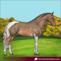Horse Color:Chocolate Palomino Tobiano Appaloosa 