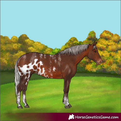 Horse Color:Powder White Silver Bay Skewed LP Spotted