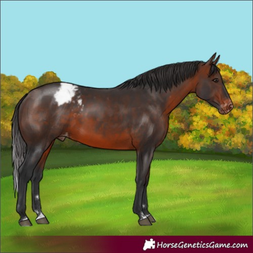 Horse Color:Brown Appaloosa Rabicano