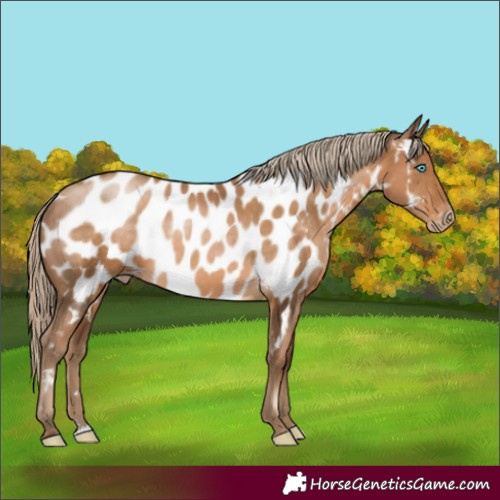 Horse Color:Gray Chocolate Palomino Pearl Appaloosa