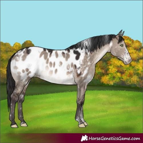 Horse Color:White Spotted Brown Dun Mushroom Sabino Appaloosa 