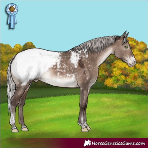 Horse Color:Silver Brown Dun Mushroom Sabino Tobiano Appaloosa
