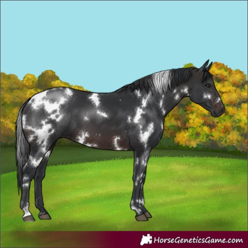 Horse Color:White Spotted Brown 