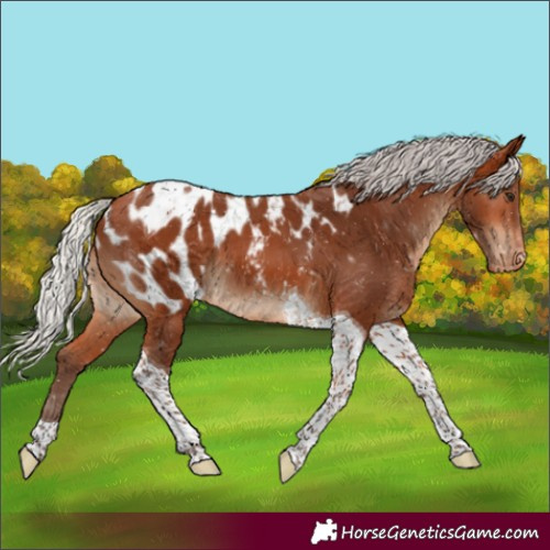 Horse Color:Silver Bay Tobiano Appaloosa