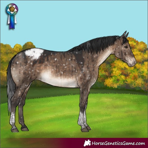 Horse Color:Brown Dun Tobiano Appaloosa Brindle 