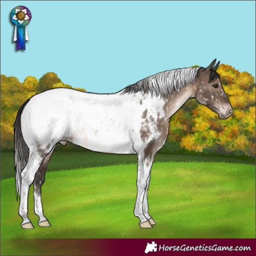 Horse Color:White Spotted Brown Dun Mushroom Tobiano Appaloosa Brindle