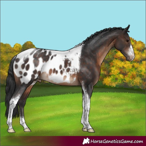Horse Color:Brown Tobiano Appaloosa Rabicano 