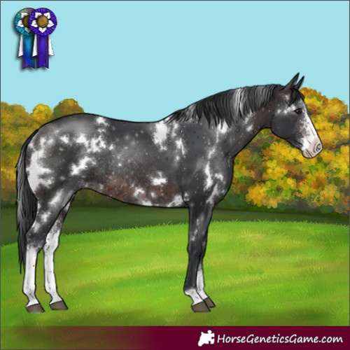 Horse Color:White Spotted Brown Sabino Rabicano
