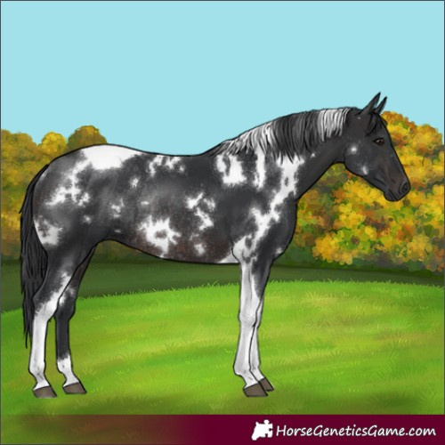 Horse Color:White Spotted Brown Tobiano Rabicano