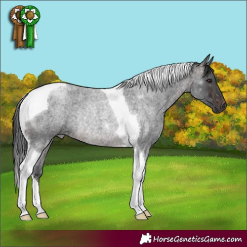 Horse Color:Brown Roan Tobiano Rabicano