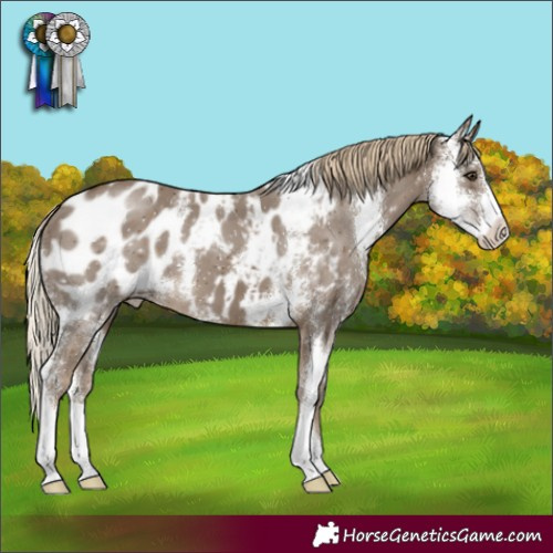Horse Color:Chocolate Palomino Sabino Blanket 