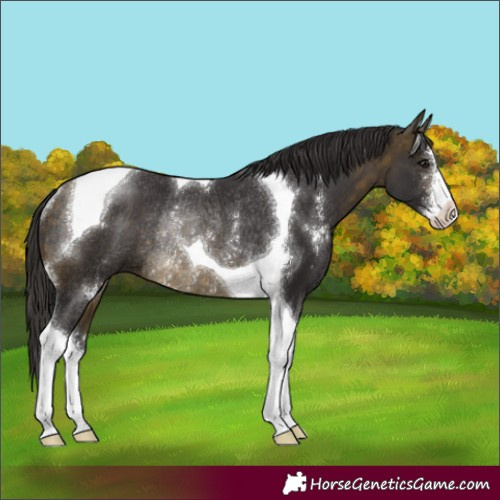 Horse Color:Buckskin Sabino Tobiano Rabicano 